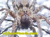 /home//u458753944/public_html/sourcegallery//Roxborough Toad Detour/2022/2022-03-19/P3190905.JPG